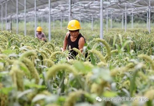 近年来,河北省任县在推进扶贫攻坚过程中,积极探索光伏产业扶贫新路